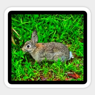 The Rabbit in the Grass! Sticker